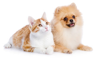 Pomeranian and cat