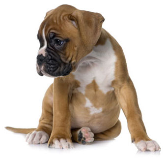 Boxer puppy