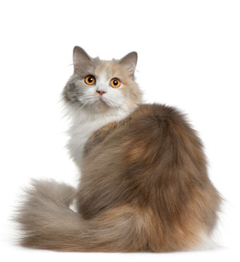 British longhair