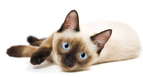 Siamese cat
