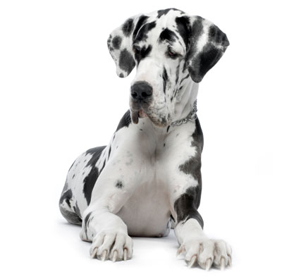Great dane Great dane