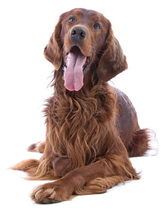 Irish red setter