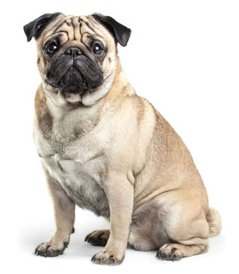 Pug