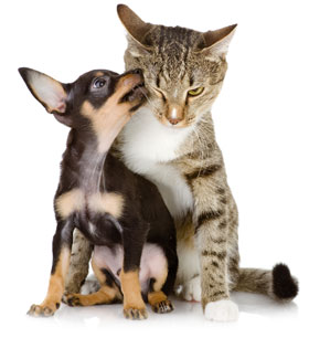 Chihuahua and tabby cat